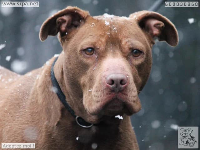 Tyga, female American Staffordshire Terrier for adoption at SRPA Liege, Srpa Liege photo 3