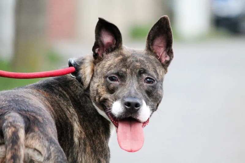 Joy, female young American Staffordshire Terrier for adoption at SRPA Liege, Srpa Liege