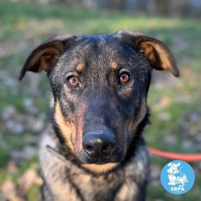Pablo, male young Mixed Breed for adoption at SRPA Arlon