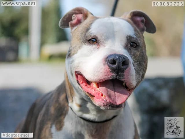 Diago, male senior American Staffordshire Terrier for adoption at SRPA Vinalmont