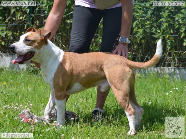 Kenzo, male 5yo American Staffordshire Terrier for adoption at SRPA Liege, Srpa Liege