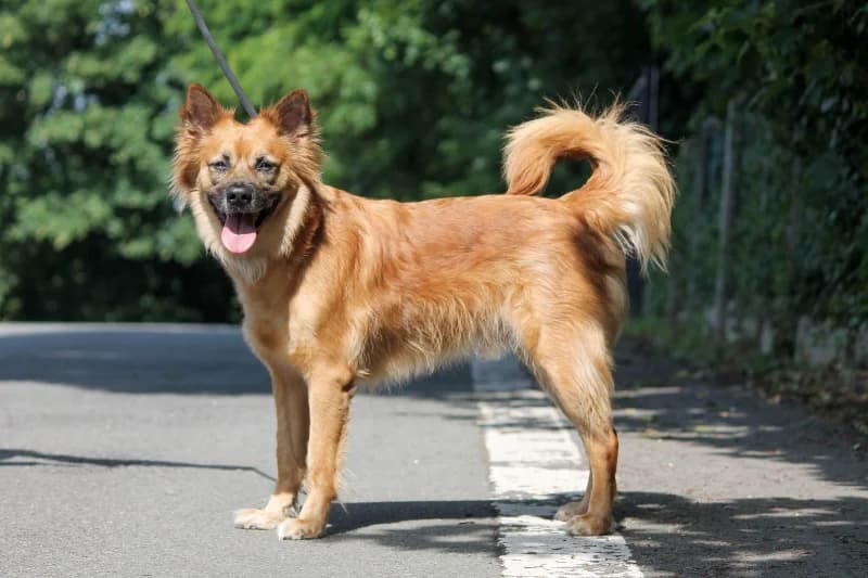 Chilou, male 5yo Belgian Malinois for adoption at SRPA Liege, Srpa Liege