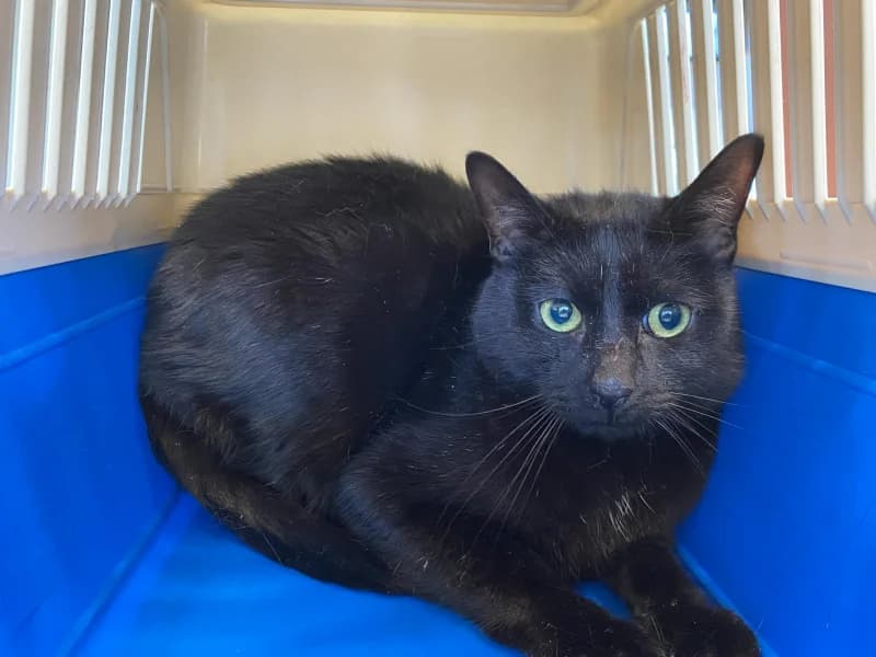 Asraël, male Mixed Breed for adoption at SRPA Liege, Srpa Liege