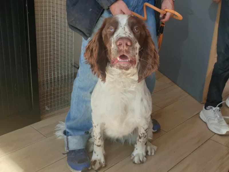 Milo, male English Springer Spaniel for adoption at SRPA Liege, Srpa Liege