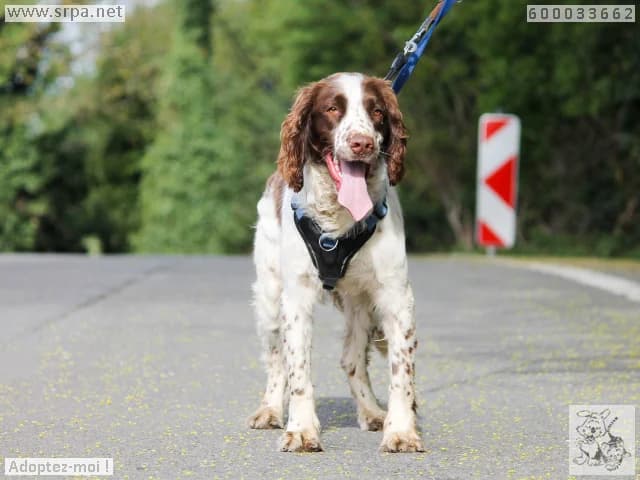 Milo, male English Springer Spaniel for adoption at SRPA Liege, Srpa Liege — photo 2 of 4