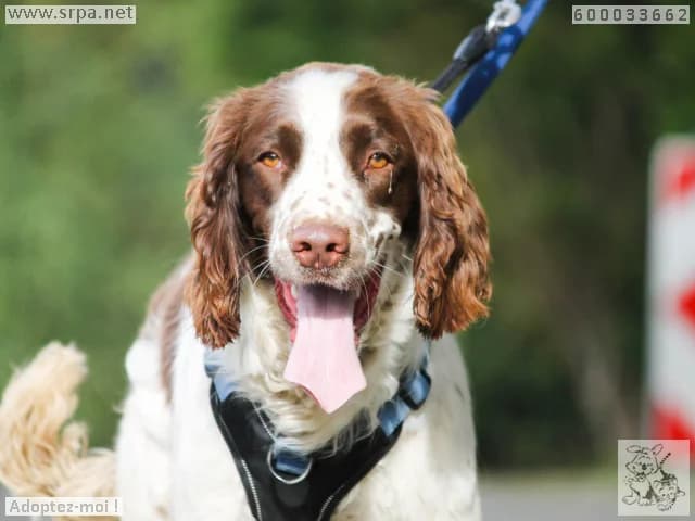 Milo, male English Springer Spaniel for adoption at SRPA Liege, Srpa Liege — photo 3 of 4