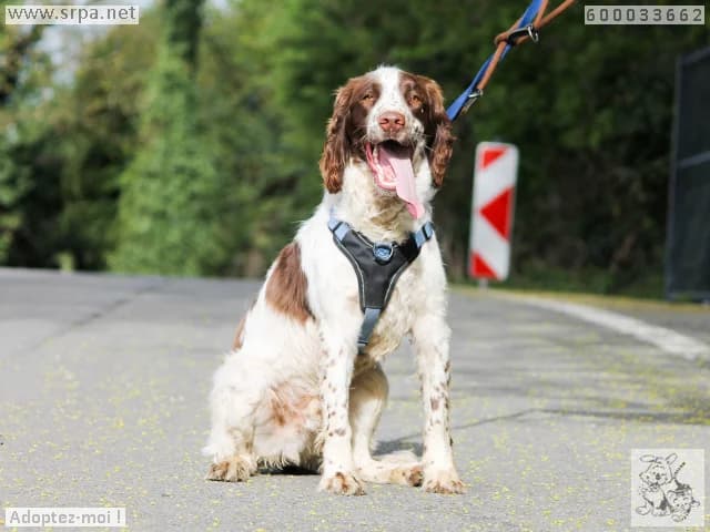 Milo, male English Springer Spaniel for adoption at SRPA Liege, Srpa Liege — photo 4 of 4