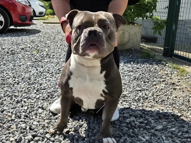 Marley, male 4yo American Bully for adoption at SRPA Liege, Srpa Liege