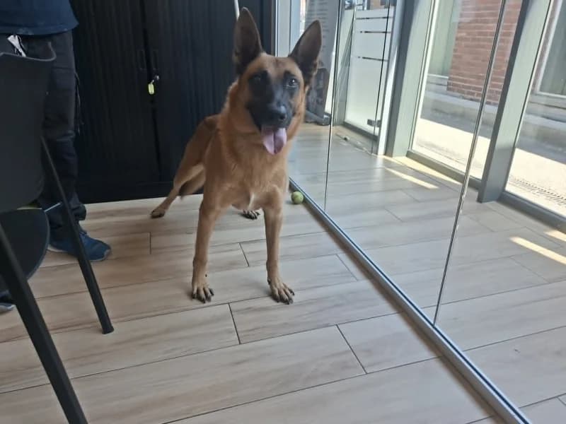 Simba, male 5yo Belgian Malinois for adoption at SRPA Liege, Srpa Liege
