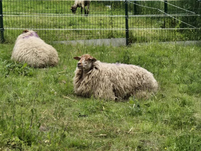 Animal 600.034, female mixed breed for adoption at SRPA Vinalmont