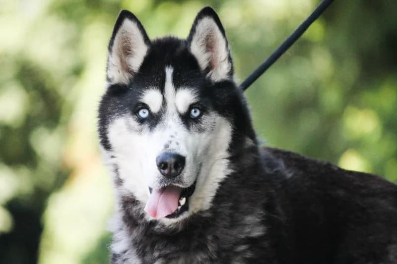 Hades, male 7yo Husky for adoption at SRPA Liege, Srpa Liege