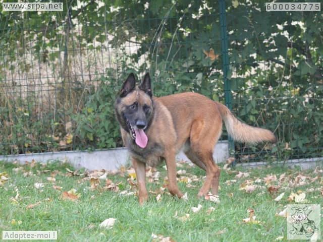 Enki, male Belgian Malinois for adoption at Srpa Liege
