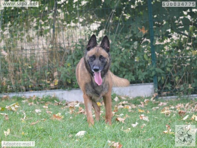 Enki, male Belgian Malinois for adoption at SRPA Liege, Srpa Liege photo 2