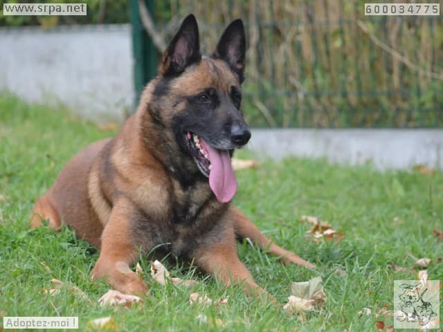 Enki, male Belgian Malinois for adoption at SRPA Liege, Srpa Liege photo 3
