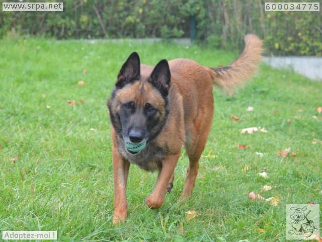 Enki, male Belgian Malinois for adoption at SRPA Liege, Srpa Liege photo 4