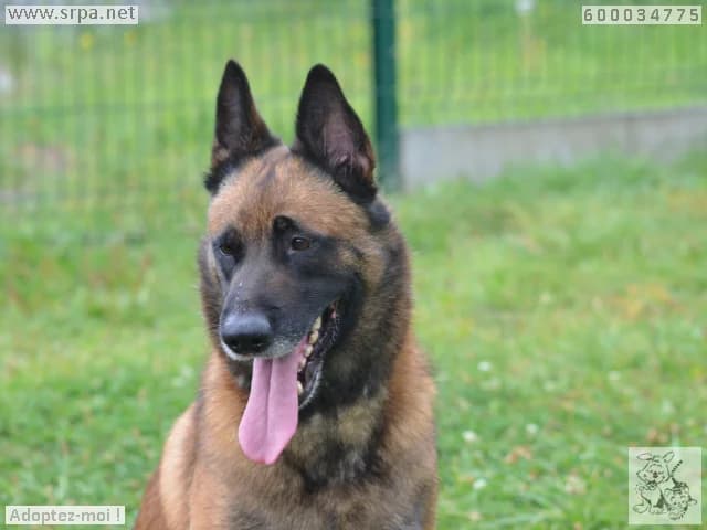 Enki, male Belgian Malinois for adoption at SRPA Liege, Srpa Liege photo 5