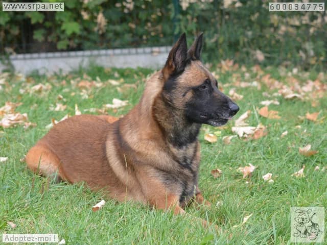 Enki, male Belgian Malinois for adoption at SRPA Liege, Srpa Liege photo 6