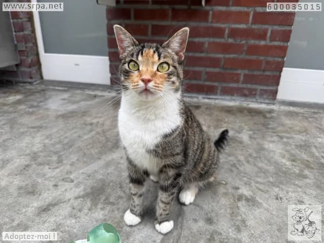 Shira, female senior European Shorthair for adoption at SRPA Liege, Srpa Liege