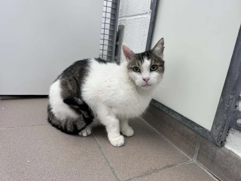Roland, male 6yo European Shorthair for adoption at SRPA Liege, Srpa Liege