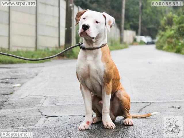 Taiko, male young American Bully for adoption at SRPA Liege, Srpa Liege