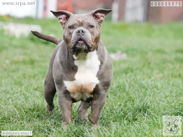 Nala, female French Bulldog for adoption at Srpa Liege