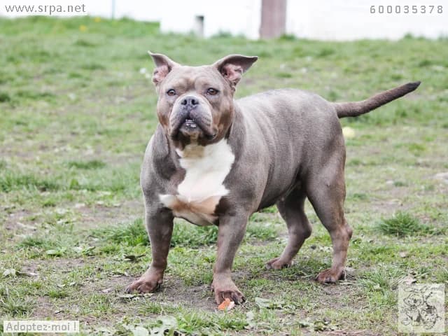 Nala, female French Bulldog for adoption at SRPA Liege, Srpa Liege photo 2