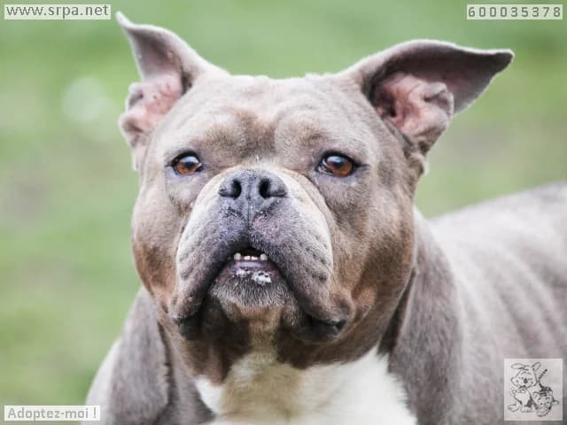 Nala, female French Bulldog for adoption at SRPA Liege, Srpa Liege photo 3