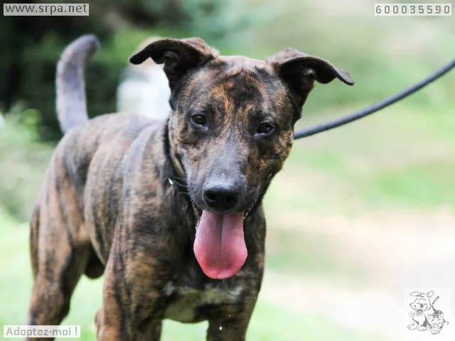 Rio, male young Belgian Malinois for adoption at SRPA Liege, Srpa Liege