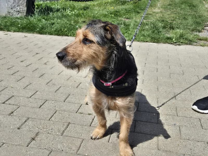 Rox, male Mixed Breed for adoption at Srpa Liege