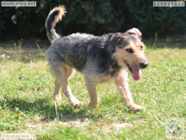 Rox, male Mixed Breed for adoption at SRPA Liege, Srpa Liege photo 2