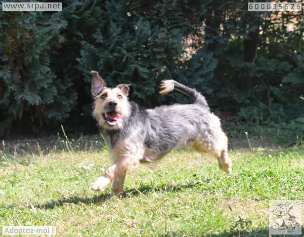 Rox, male Mixed Breed for adoption at SRPA Liege, Srpa Liege photo 3