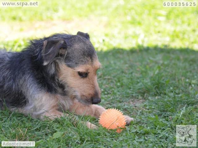 Rox, male Mixed Breed for adoption at SRPA Liege, Srpa Liege photo 4