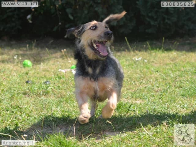 Rox, male Mixed Breed for adoption at SRPA Liege, Srpa Liege photo 5