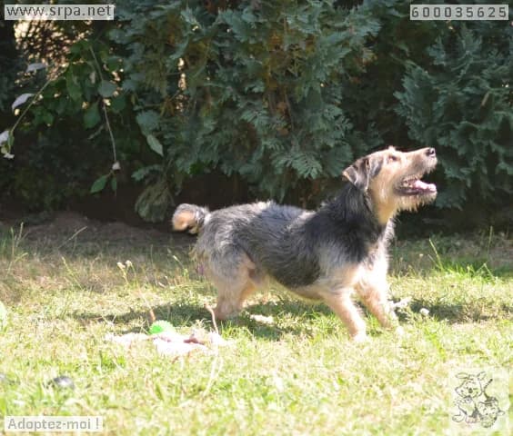 Rox, male Mixed Breed for adoption at SRPA Liege, Srpa Liege photo 6