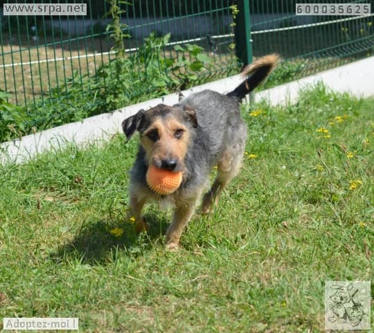 Rox, male Mixed Breed for adoption at SRPA Liege, Srpa Liege photo 7