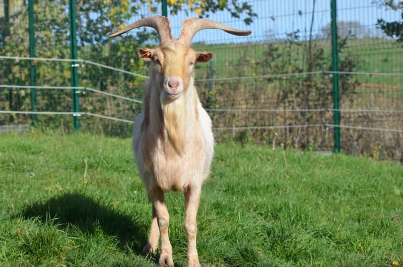 Animal 600.035, male mixed breed for adoption at SRPA Vinalmont