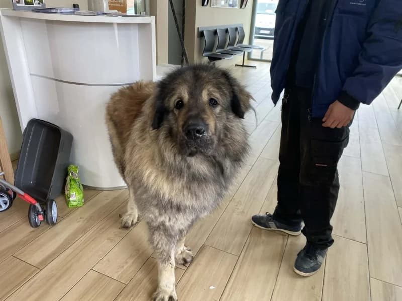 Rocky, male mixed breed for adoption at Srpa Liege