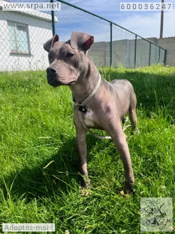 Tommy, male puppy American Staffordshire Terrier for adoption at SRPA Liege, Srpa Liege