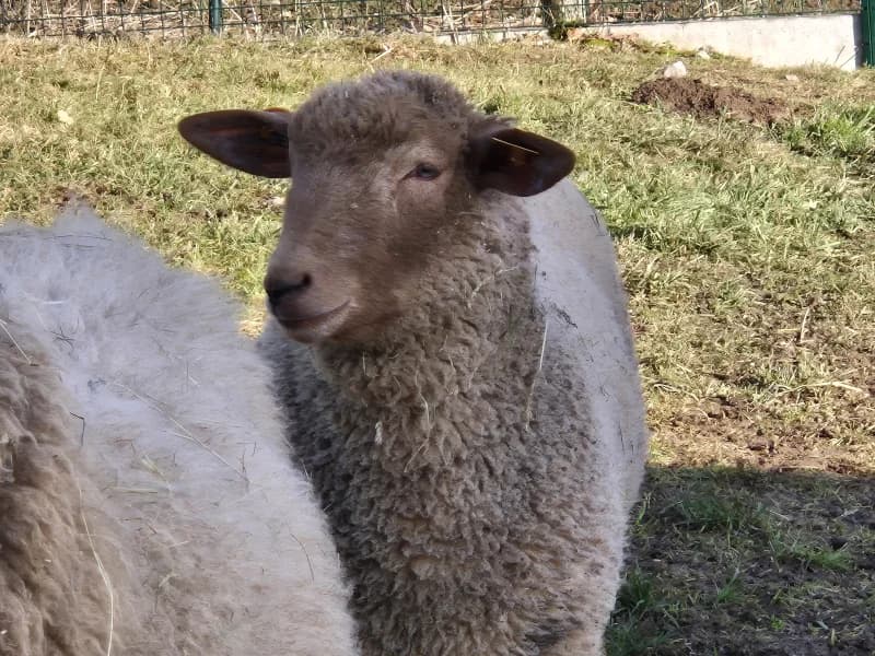 Colby, male mixed breed for adoption at SRPA Vinalmont