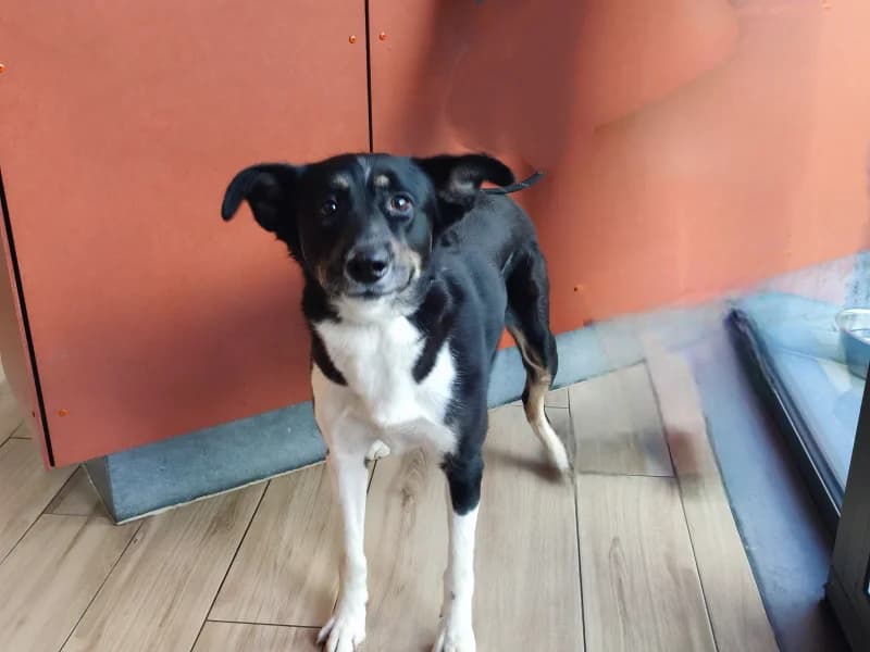 Yuki, female 3yo Border Collie for adoption at SRPA Liege, Srpa Liege