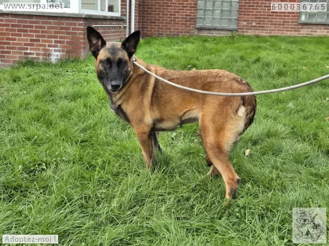 Maya, female 4yo Belgian Malinois for adoption at SRPA Liege, Srpa Liege