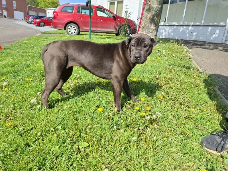 Videll, female Shar Pei for adoption at SRPA Liege, Srpa Liege
