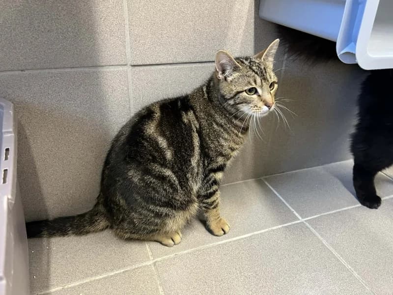 Titi, male European Shorthair for adoption at Srpa Liege