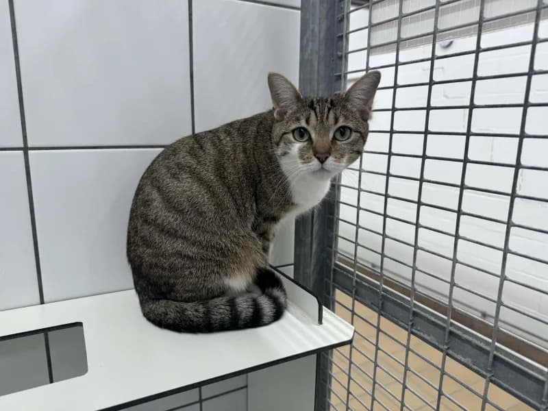Pupuce, female European Shorthair for adoption at Srpa Liege
