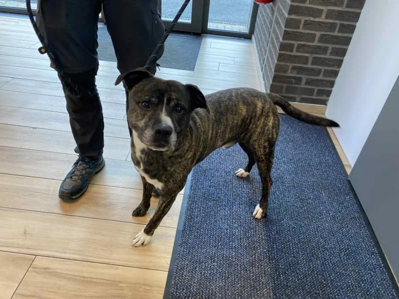 Simba/ricci, male 4yo American Staffordshire Terrier for adoption at SRPA Liege, Srpa Liege
