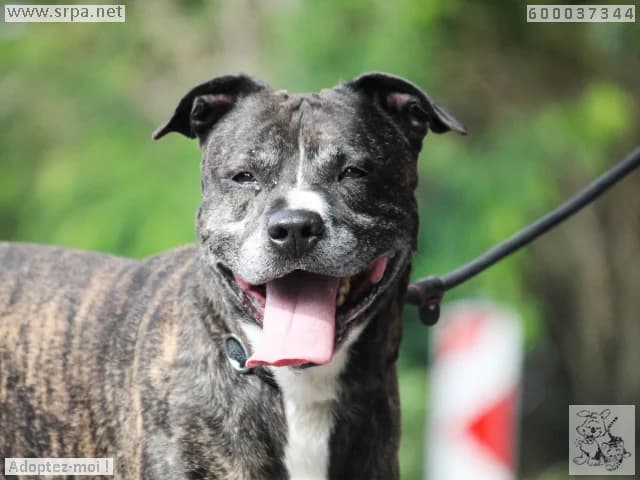Simba/ricci, male 4yo American Staffordshire Terrier for adoption at SRPA Liege, Srpa Liege