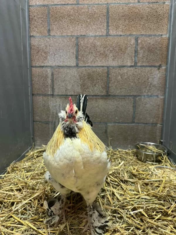 Animal 600.037, male mixed breed for adoption at SRPA Vinalmont