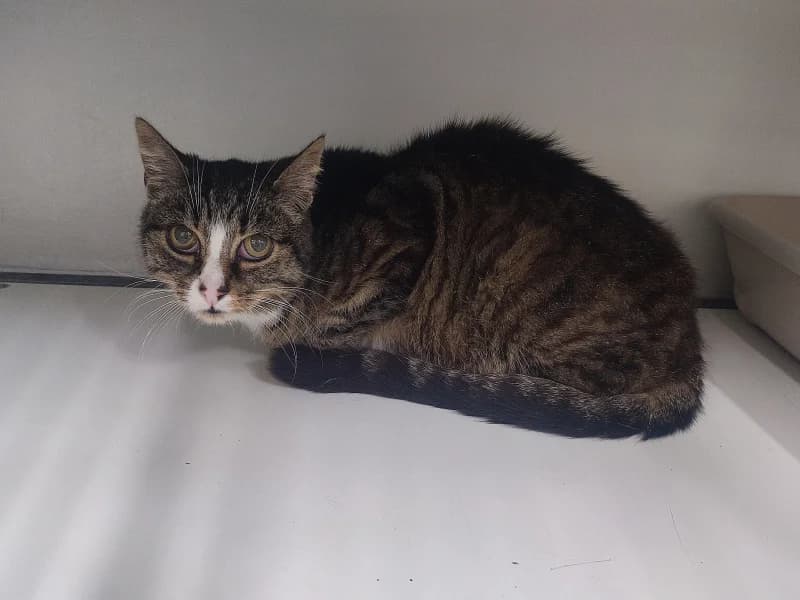 Comtesse Di Boccamara, female senior European Shorthair for adoption at SRPA Liege, Srpa Liege
