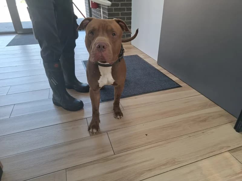 Thiago, male 3yo Mixed Breed for adoption at SRPA Liege, Srpa Liege