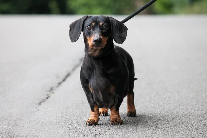 Micky, female 6yo Dachshund for adoption at SRPA Liege, Srpa Liege